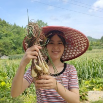 湖南藠头荞头鲜货