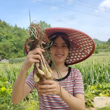 湖南藠头荞头鲜货