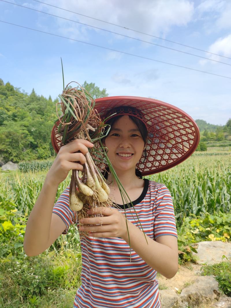 湖南藠头荞头鲜货