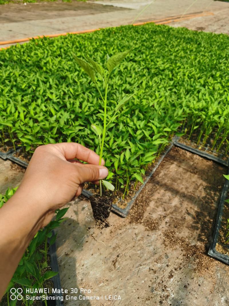优质西瓜苗，线椒苗，各种菜苗供应中