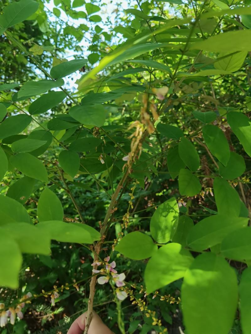 野生牛大力