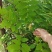 野生牛大力
