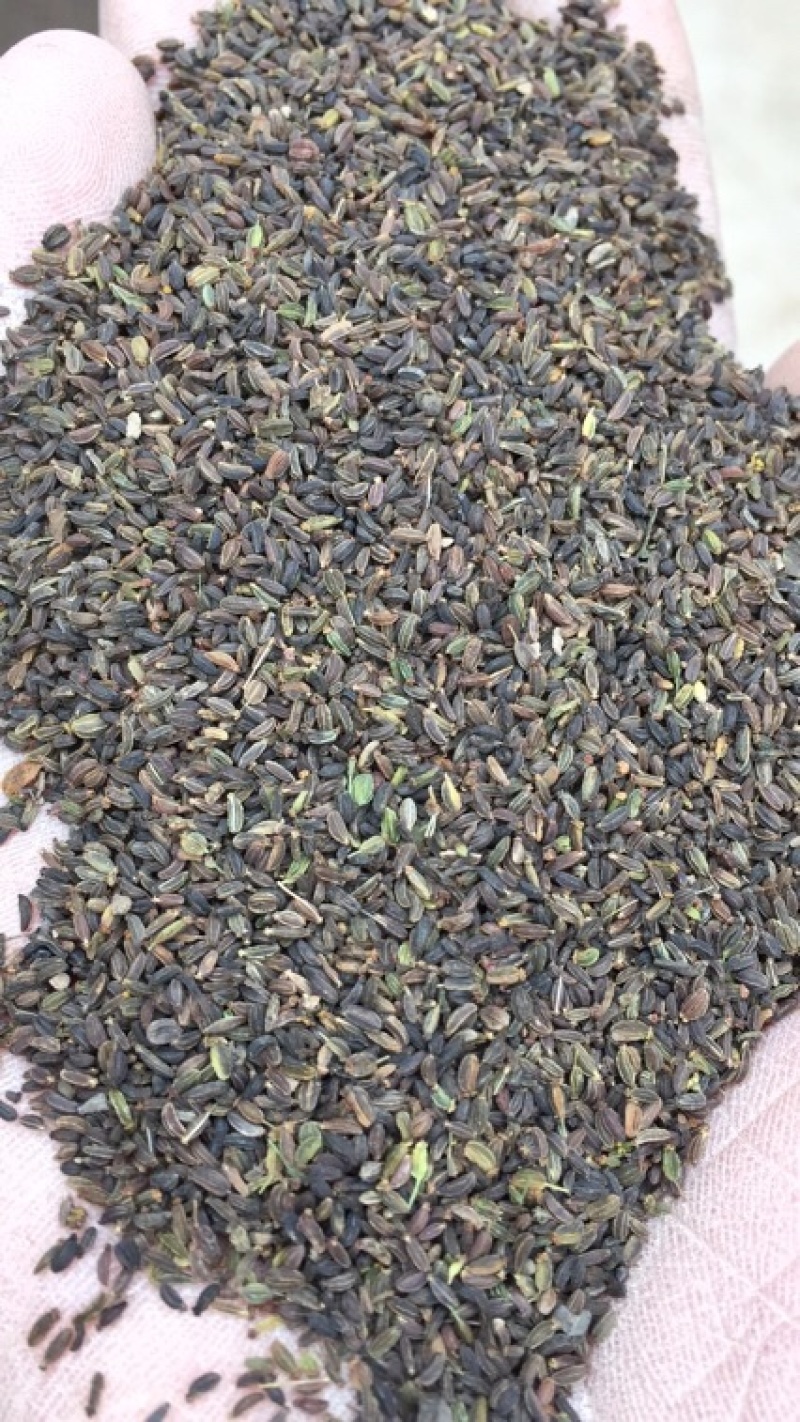 北柴胡籽.2020新产-出芽率98%-【包邮】