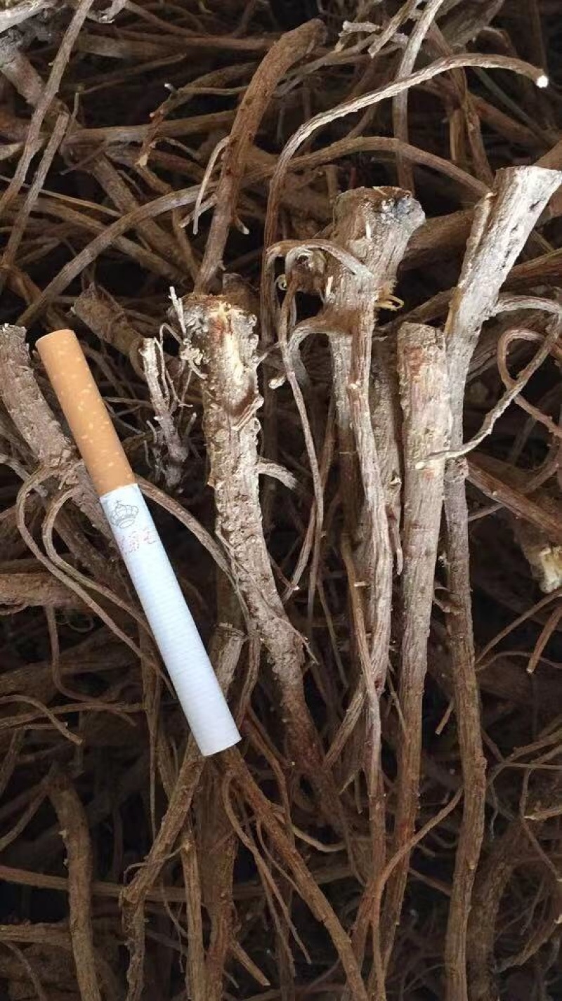 北柴胡籽.2020新产-出芽率98%-【包邮】