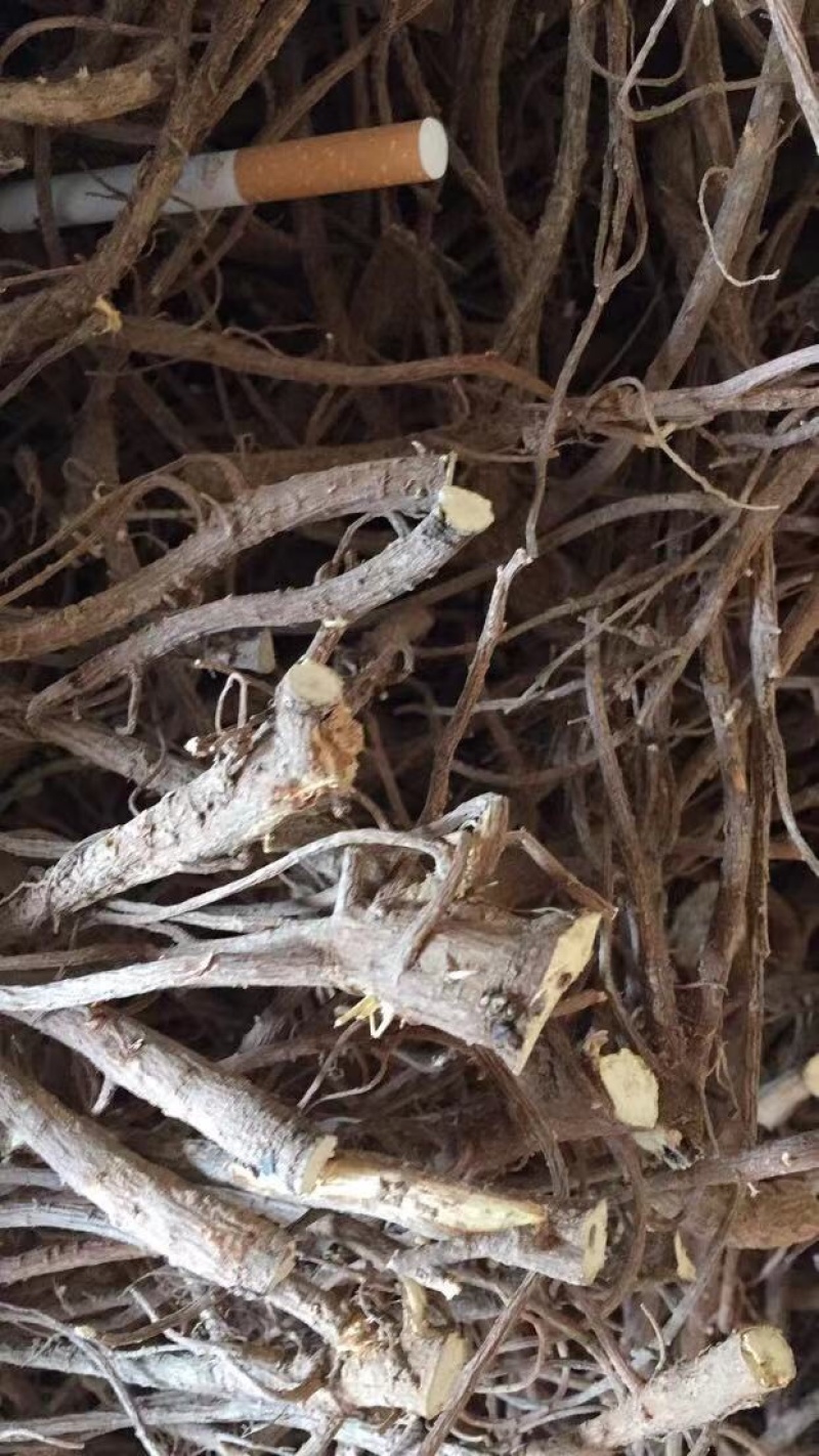 北柴胡籽.2020新产-出芽率98%-【包邮】