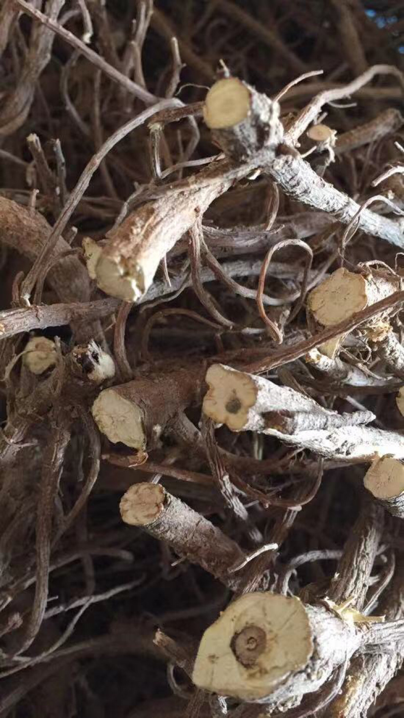 北柴胡籽.2020新产-出芽率98%-【包邮】