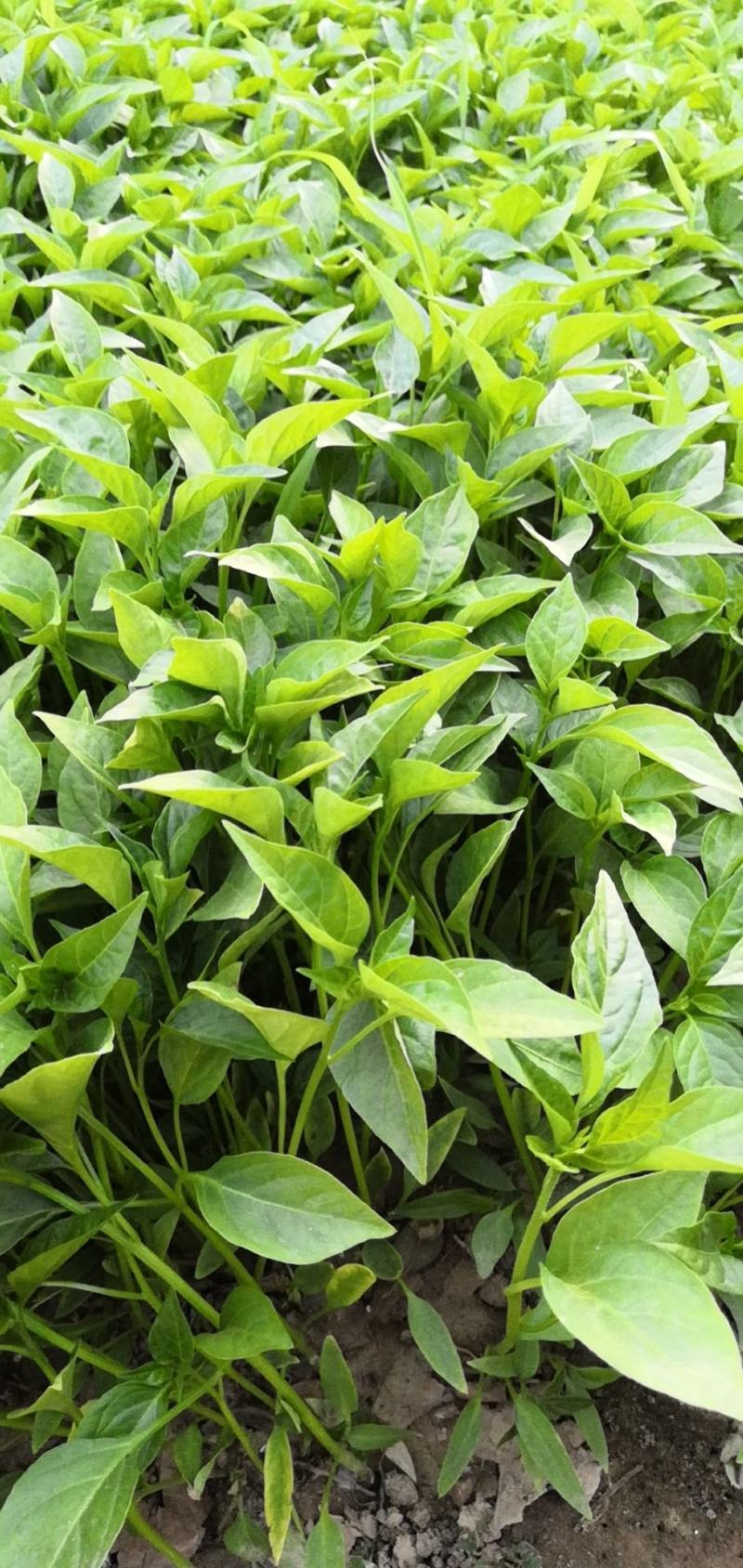三英朝天椒苗，10公分左右，根大，苗壮，高辣改良杂交种苗