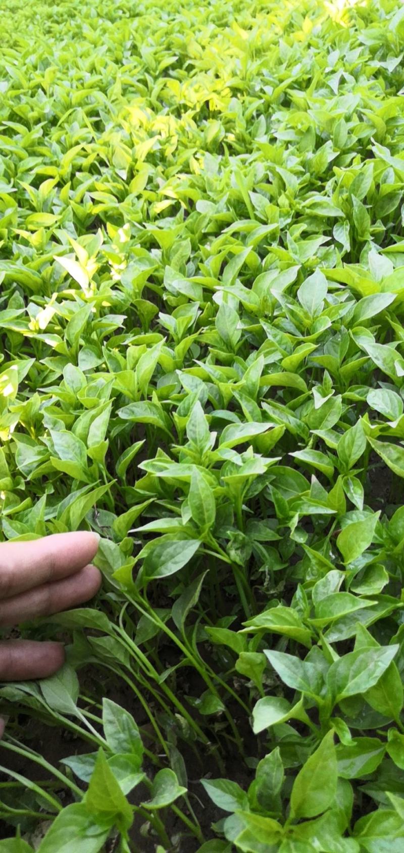 三英朝天椒苗，10公分左右，根大，苗壮，高辣改良杂交种苗
