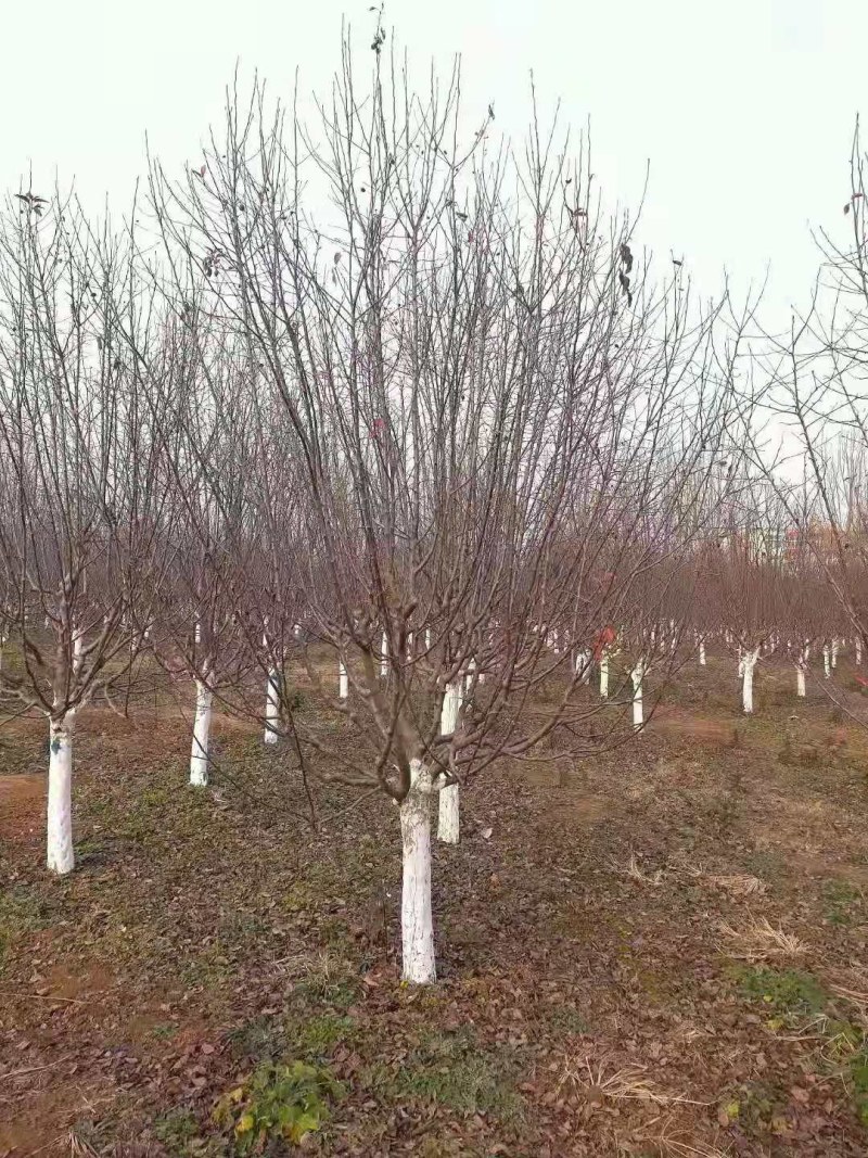 炫丽海棠