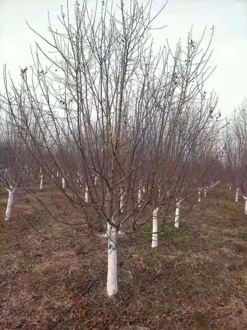 炫丽海棠