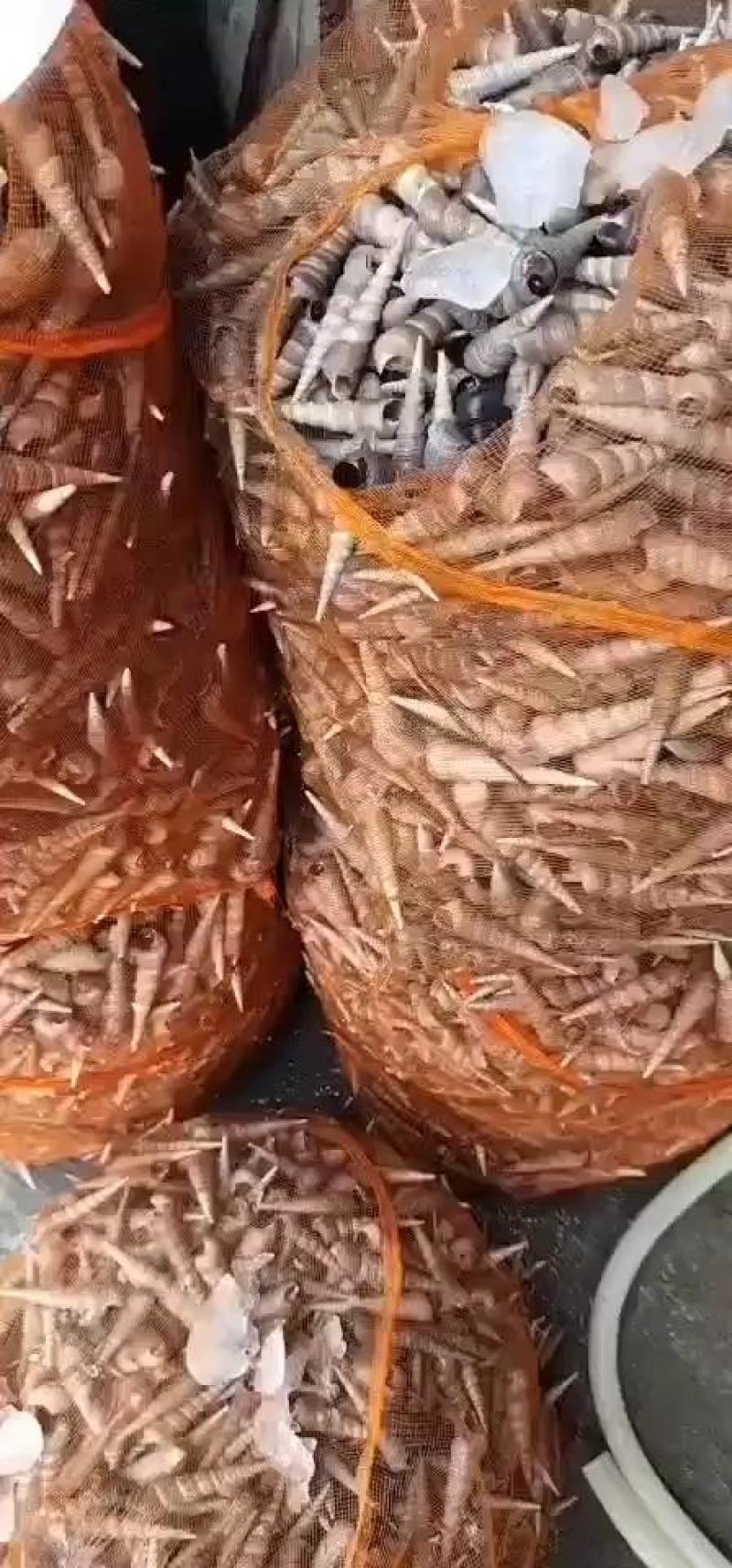 鲜活北海钉螺，大尖螺，海螺，每天大量有货，需要的联系我