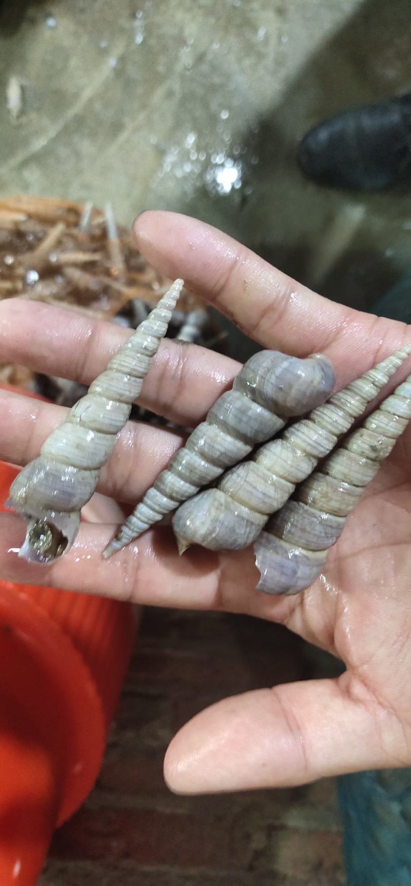 鲜活北海钉螺，大尖螺，海螺，每天大量有货，需要的联系我