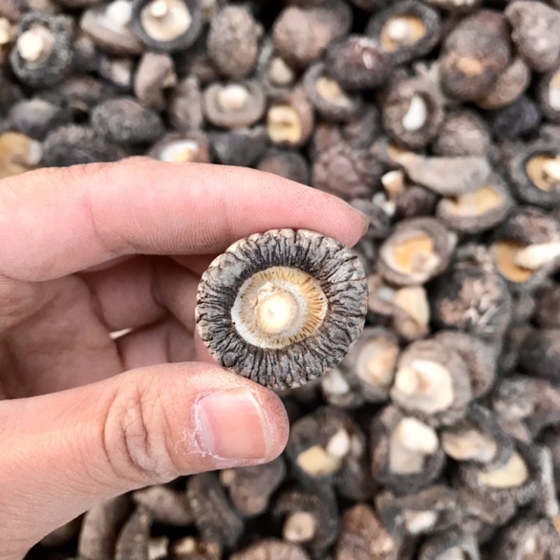 特级厚香菇干货黑面菇金钱菇食用菌原产地种植基地批发