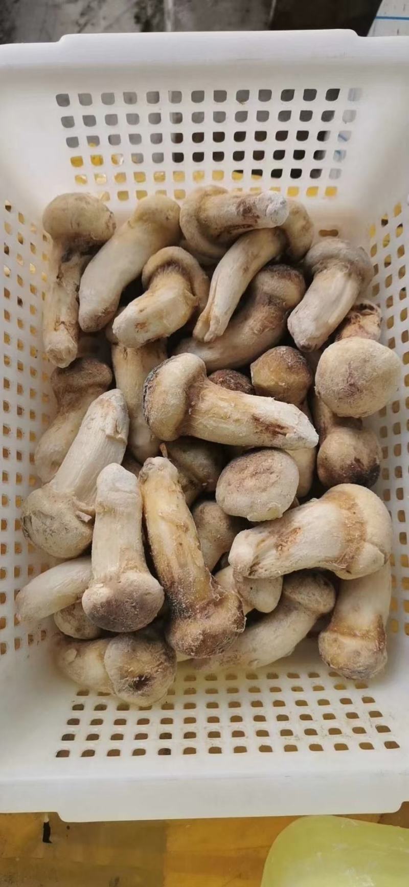 云南香格里拉冰冻松茸产地货源直销量越大越便宜