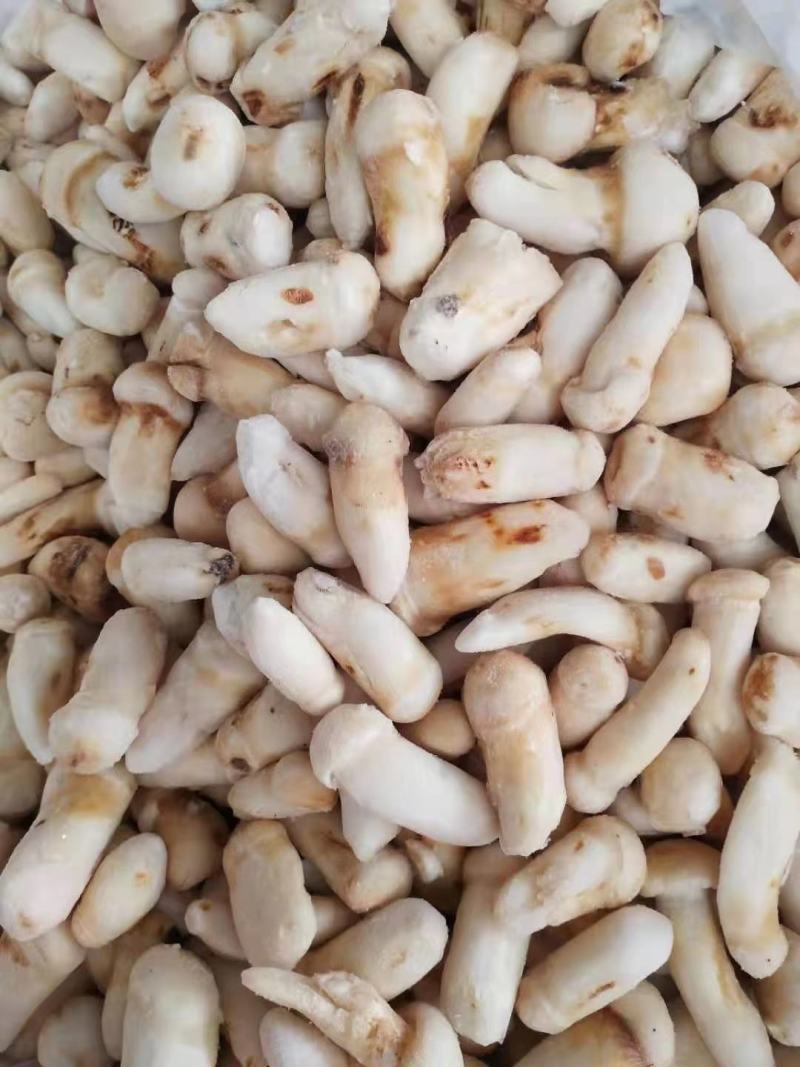 云南香格里拉冰冻松茸产地货源直销量越大越便宜