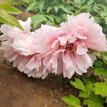 菏泽牡丹，重瓣牡丹，大花牡丹，进口牡丹，独杆牡丹，老牡丹