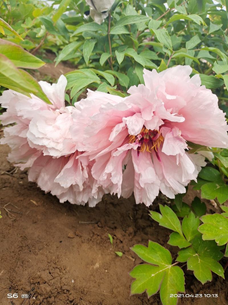 菏泽牡丹，重瓣牡丹，大花牡丹，进口牡丹，独杆牡丹，老牡丹