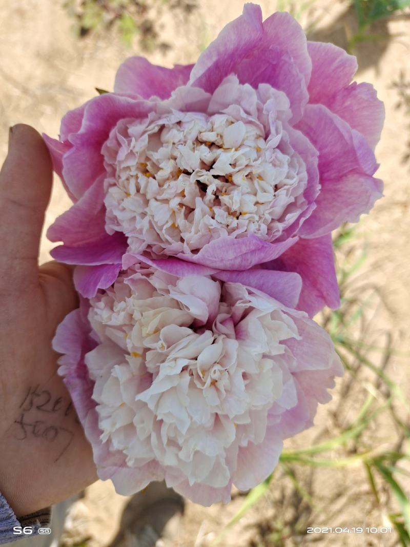 菏泽牡丹，重瓣牡丹，大花牡丹，进口牡丹，独杆牡丹，老牡丹