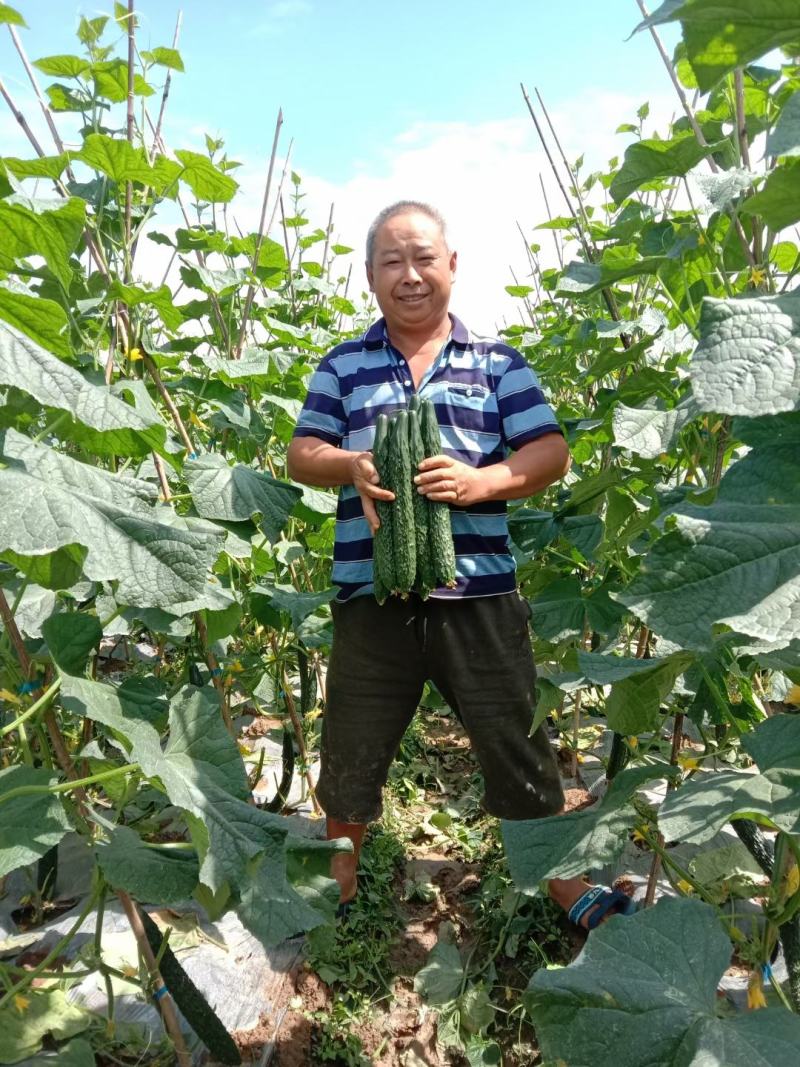 良种中心/黄瓜种子/密刺黄瓜/油亮把短/春秋黄瓜/强雌性