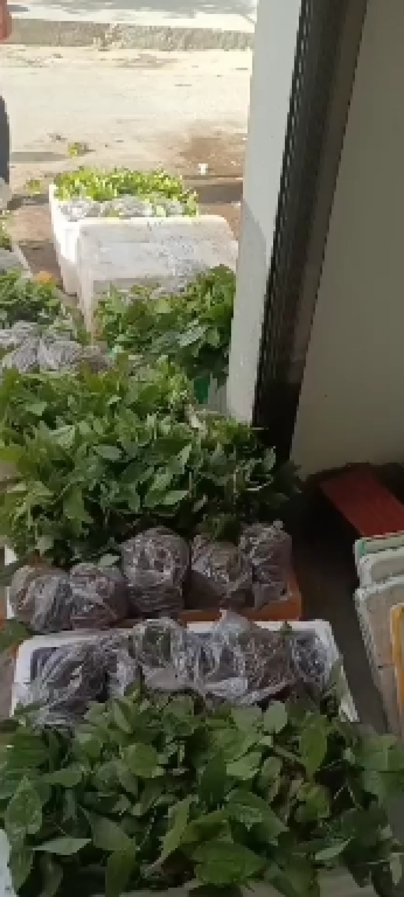 纯野生淫羊藿