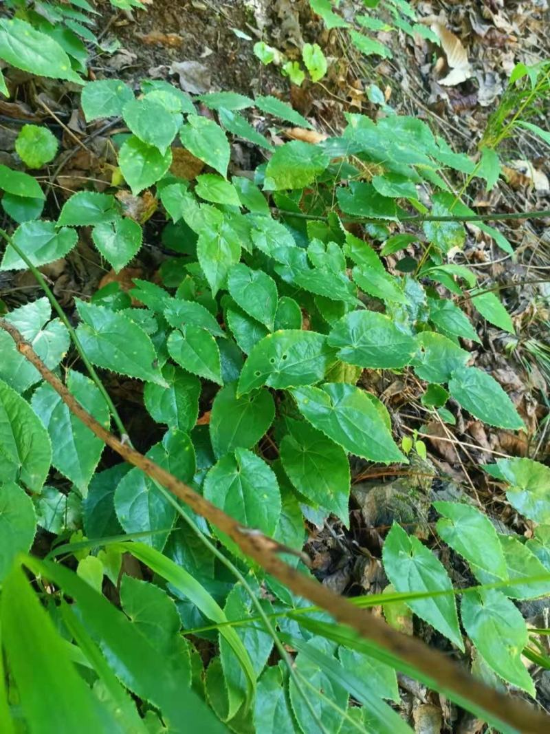 纯野生淫羊藿