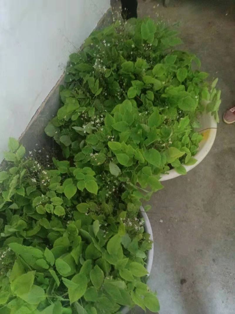 纯野生淫羊藿