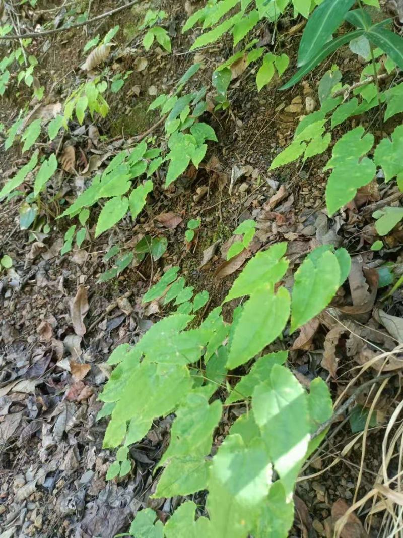 纯野生淫羊藿