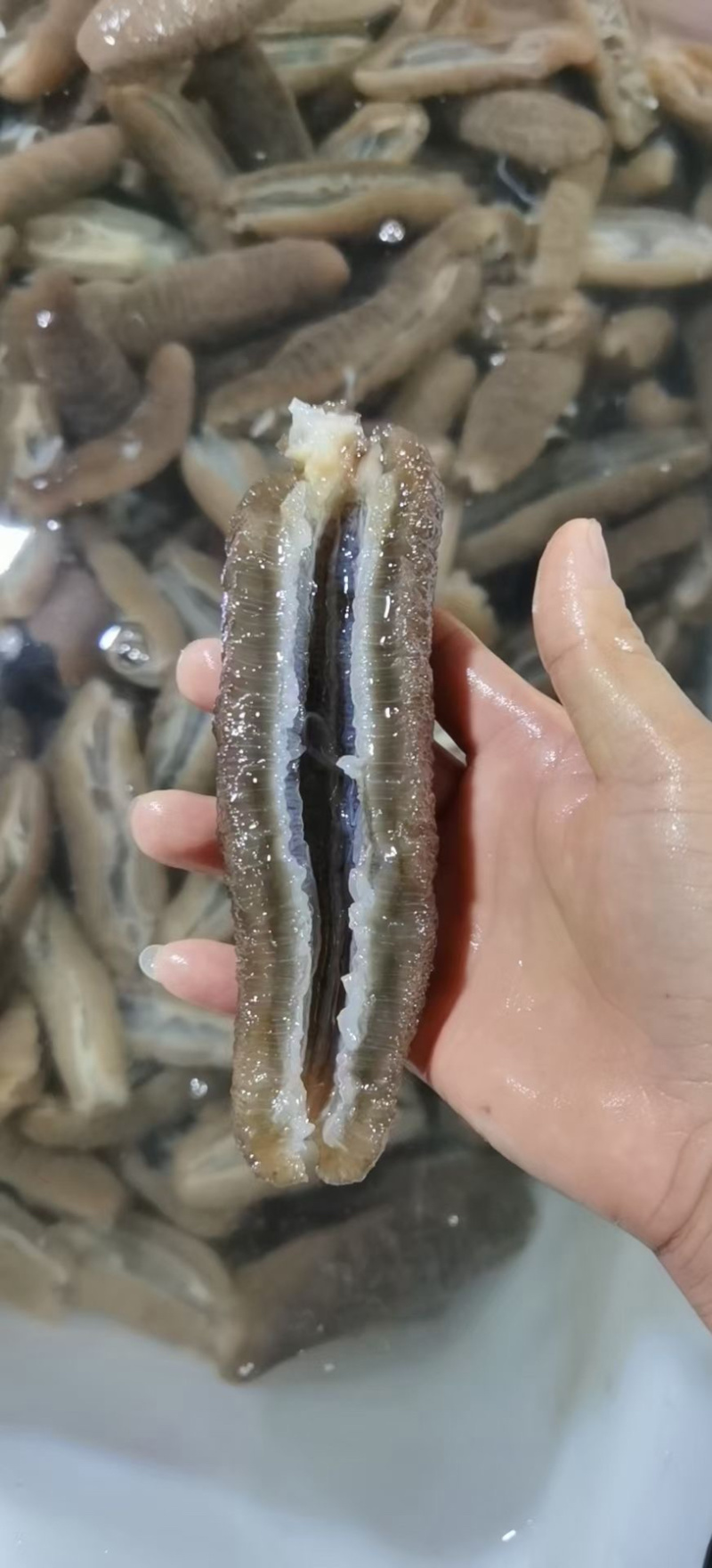 赤虫海参，火锅餐饮精品食材