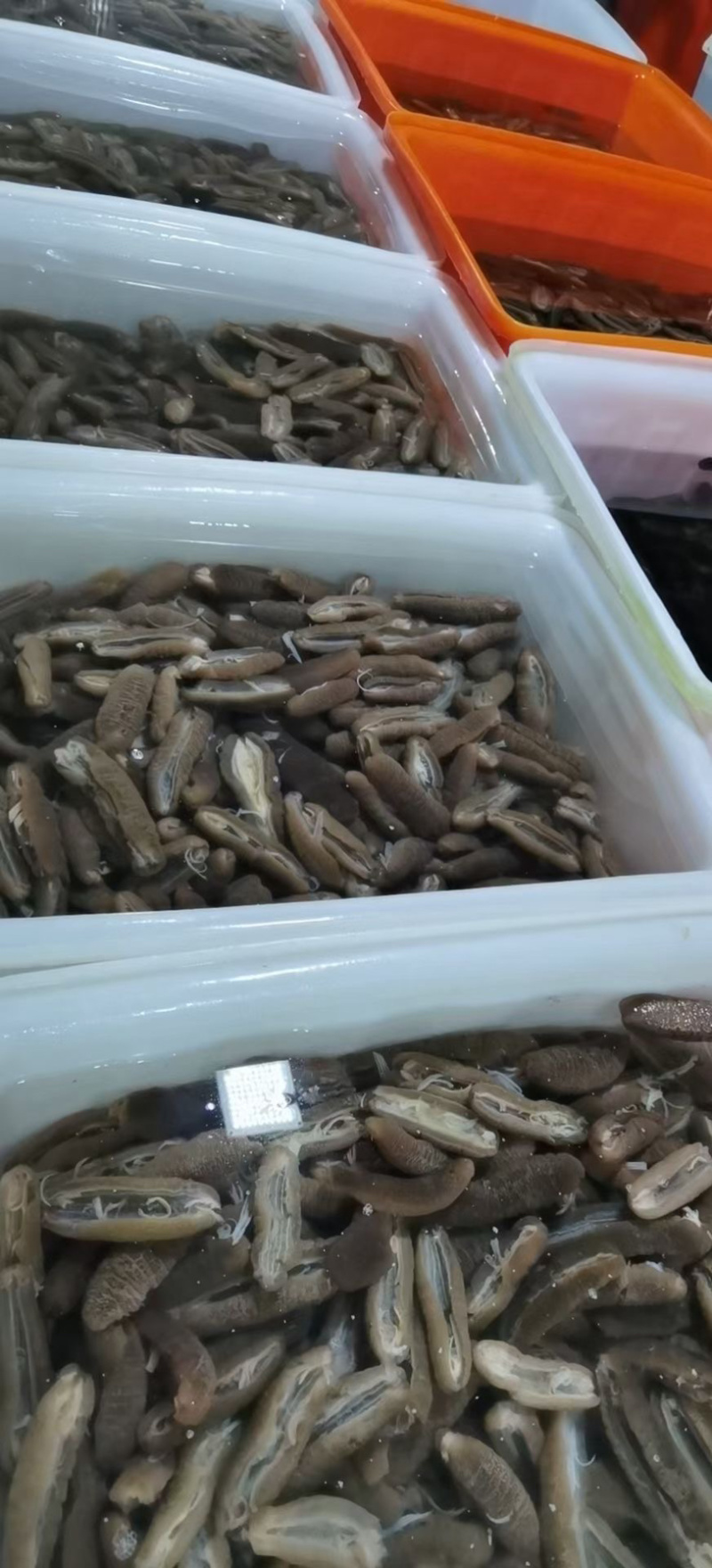 赤虫海参，火锅餐饮精品食材