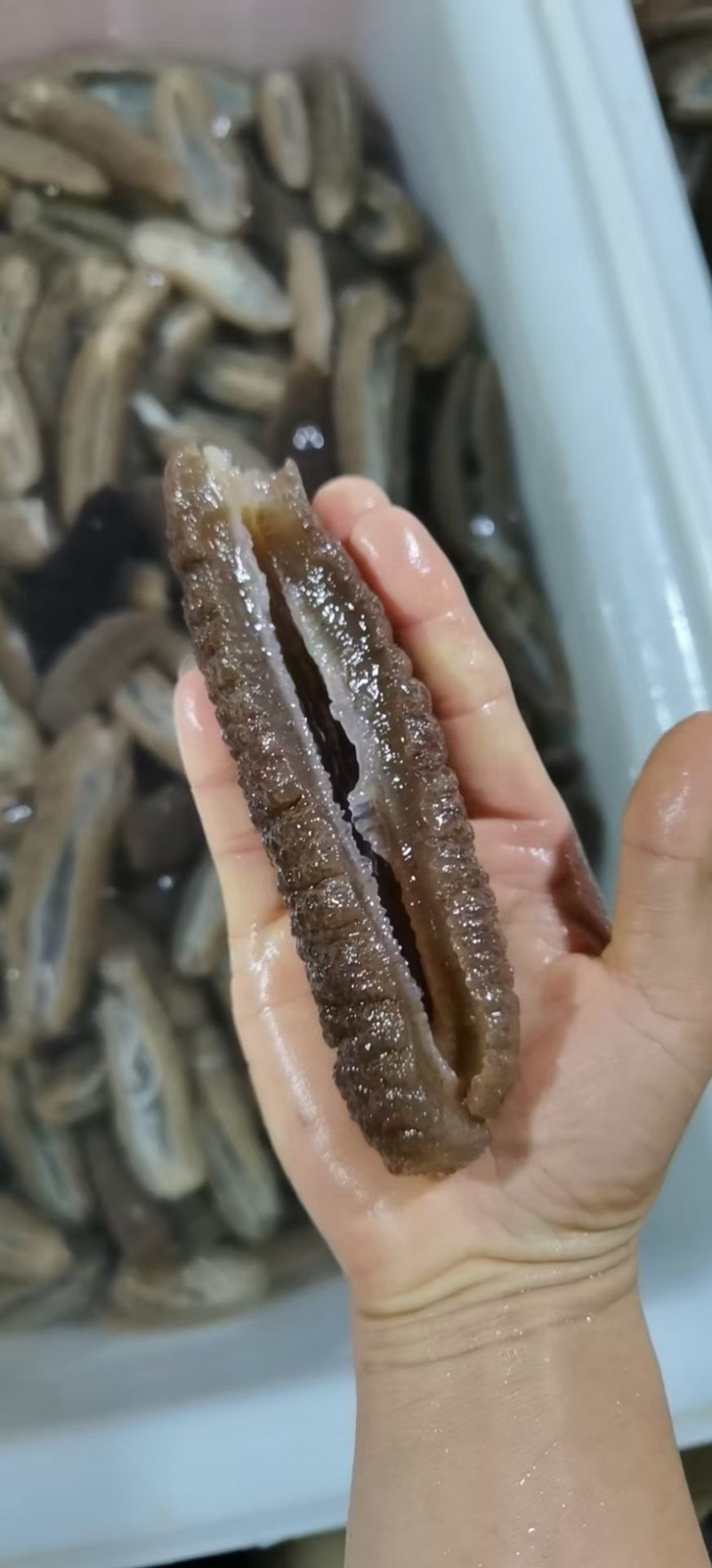 赤虫海参，火锅餐饮精品食材