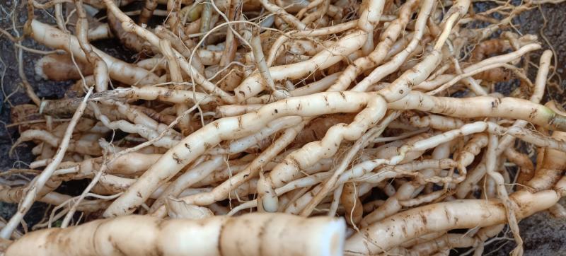 野生黄花倒水莲肉质根鲜货，叶子做茶下单现采。
