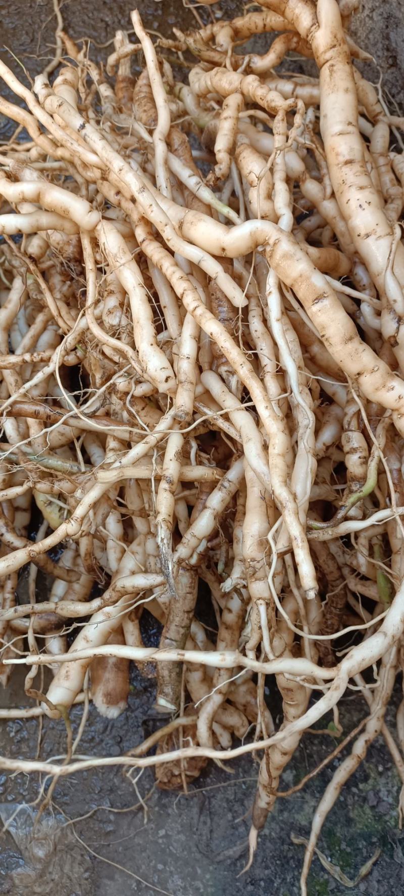 野生黄花倒水莲肉质根鲜货，叶子做茶下单现采。