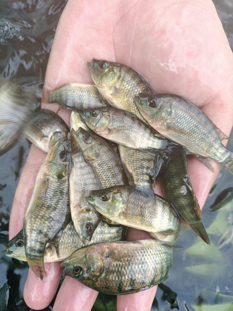 新吉富罗非鱼苗，脆肉罗非鱼苗，海南一号罗非鱼苗