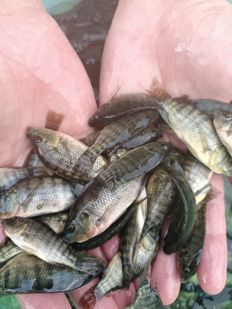 新吉富罗非鱼苗，脆肉罗非鱼苗，海南一号罗非鱼苗