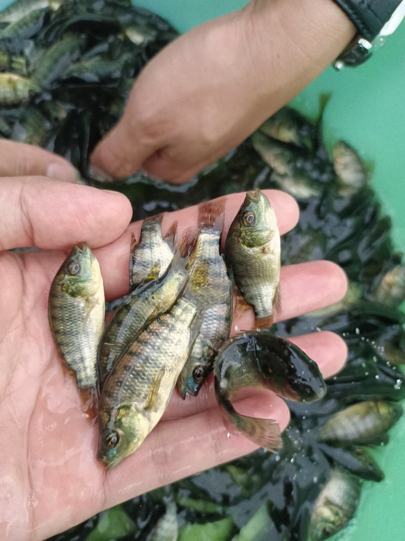 新吉富罗非鱼苗，脆肉罗非鱼苗，海南一号罗非鱼苗