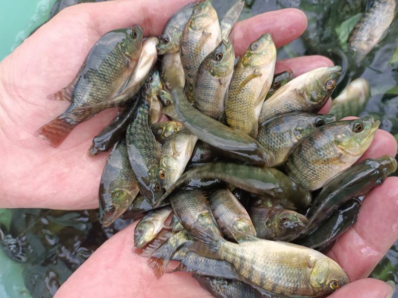 新吉富罗非鱼苗，脆肉罗非鱼苗，海南一号罗非鱼苗