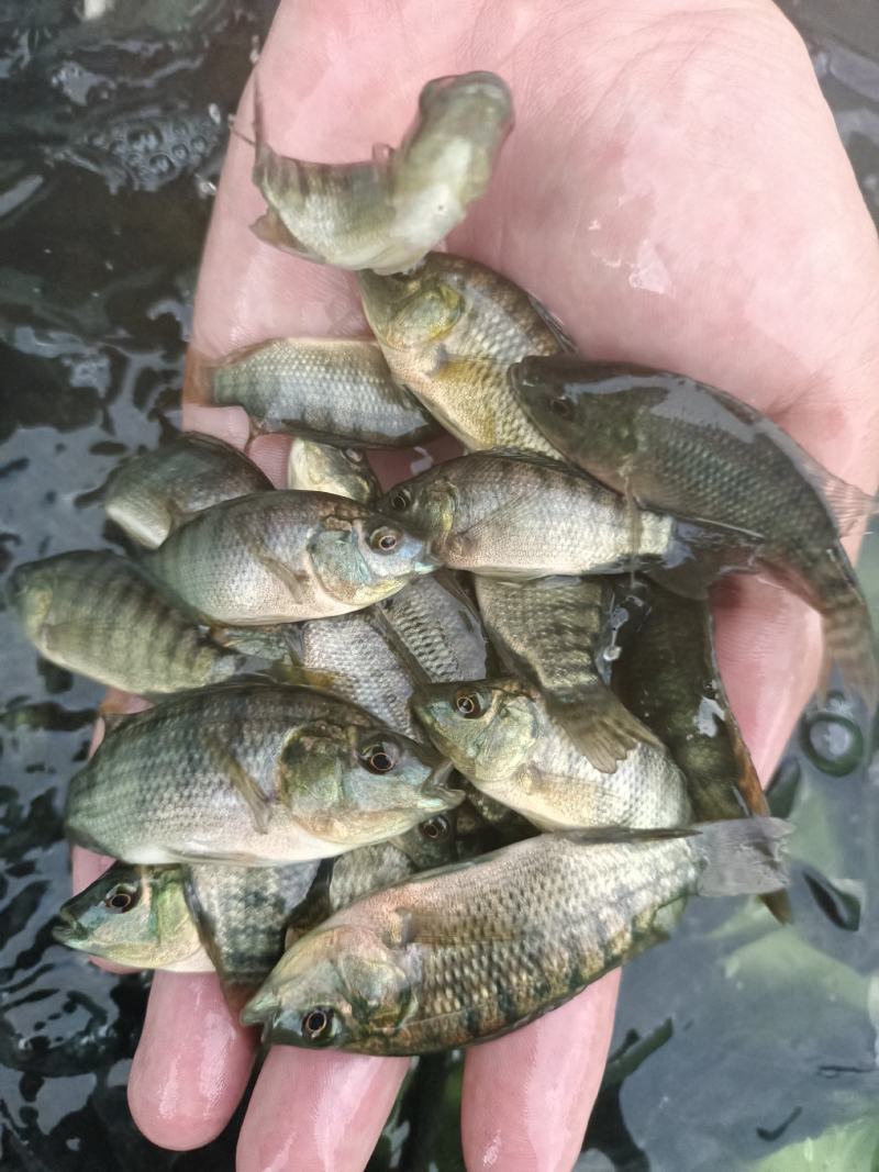 新吉富罗非鱼苗，脆肉罗非鱼苗，海南一号罗非鱼苗