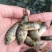 新吉富罗非鱼苗，脆肉罗非鱼苗，海南一号罗非鱼苗