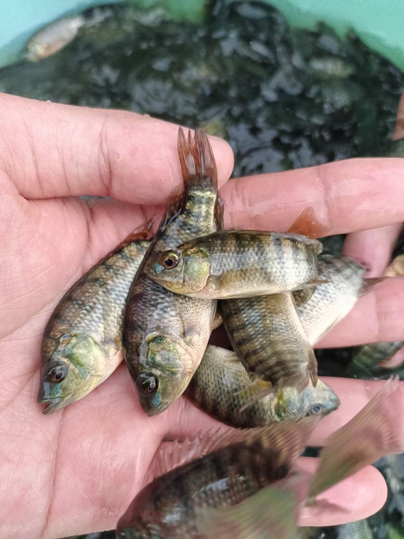 新吉富罗非鱼苗，脆肉罗非鱼苗，海南一号罗非鱼苗