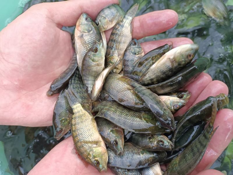新吉富罗非鱼苗，脆肉罗非鱼苗，海南一号罗非鱼苗