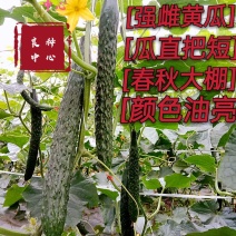 良种中心/黄瓜种子/密刺黄瓜/油亮把短/春秋黄瓜/强雌性