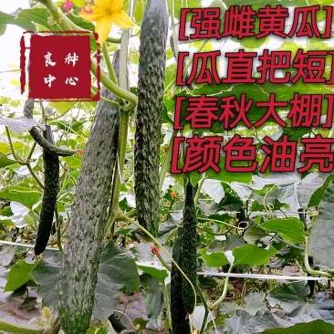 良种中心/黄瓜种子/密刺黄瓜/油亮把短/春秋黄瓜/强雌性