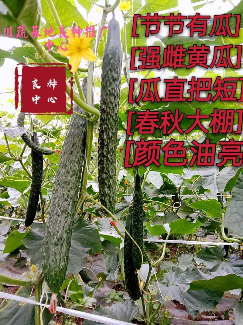 良种中心/黄瓜种子/密刺黄瓜/油亮把短/春秋黄瓜/强雌性