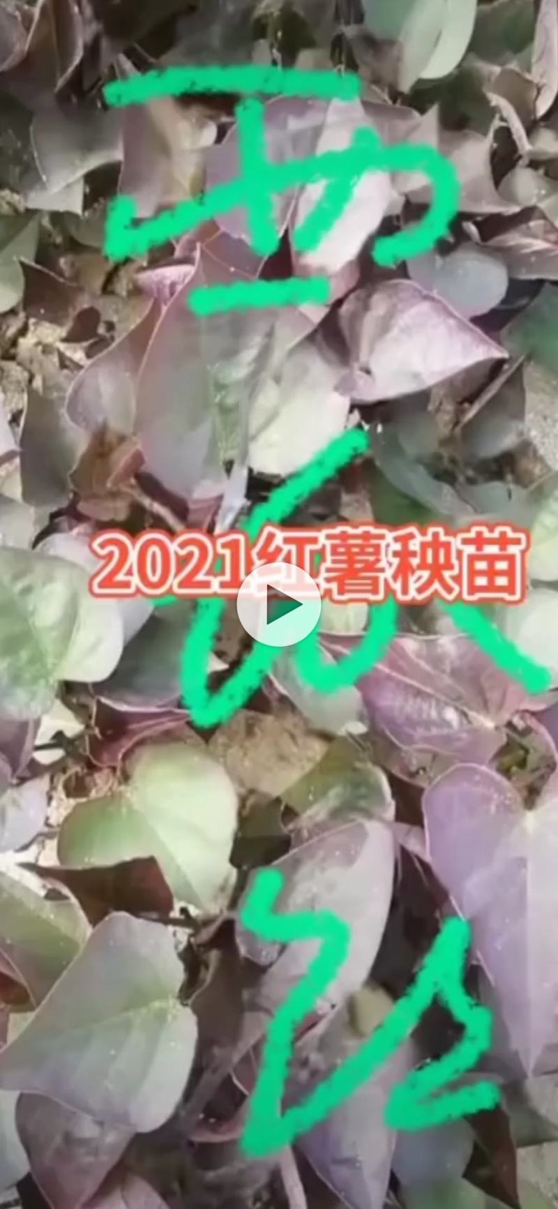 地瓜秧苗
