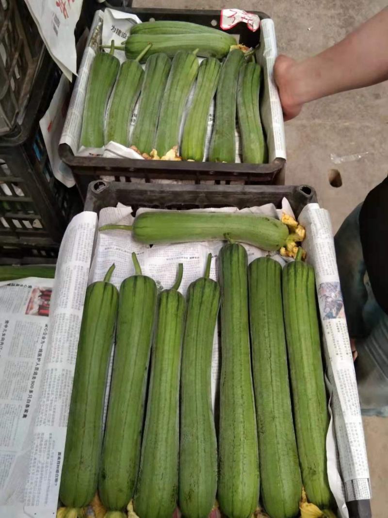 四川本地丝瓜大量上市了