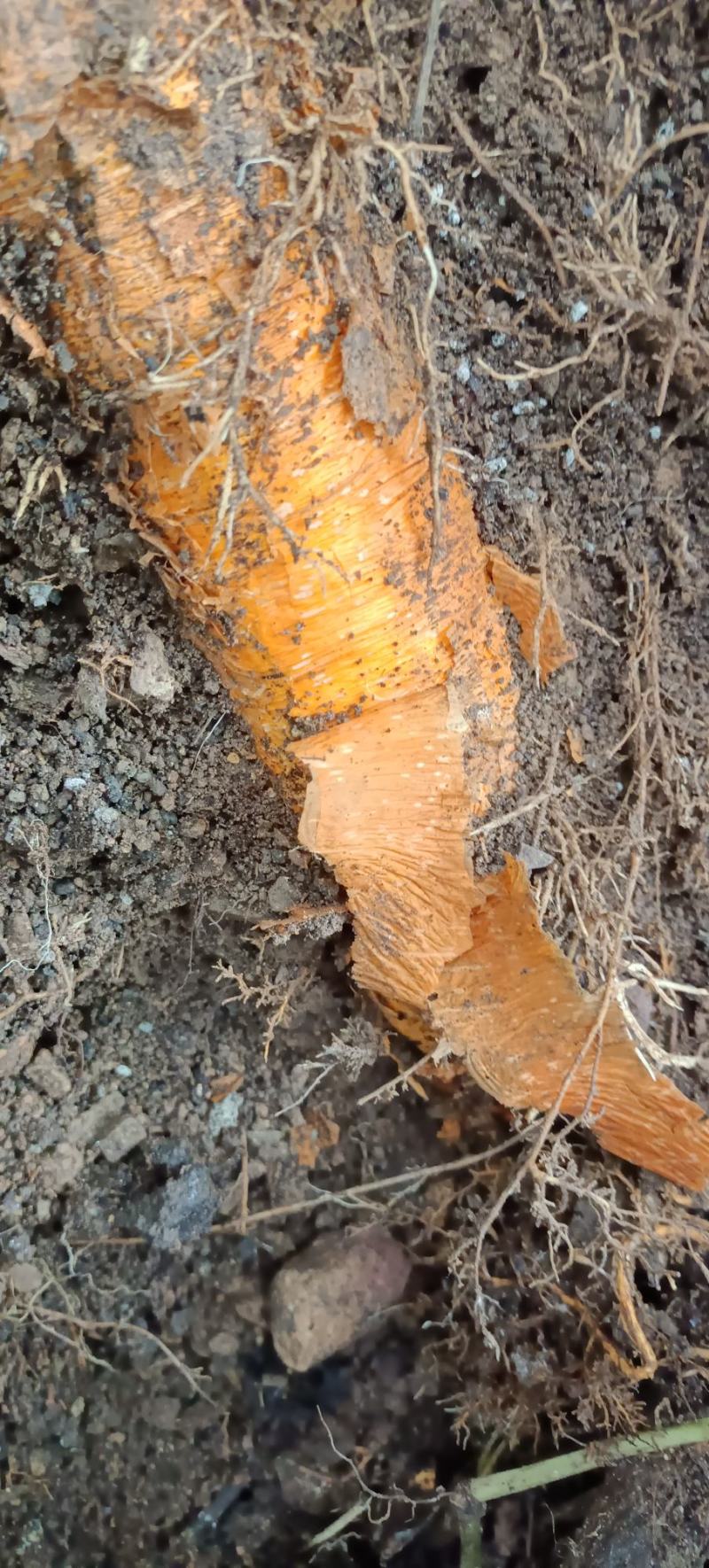 野生红穿破石根条，质量好，要货上山现采。