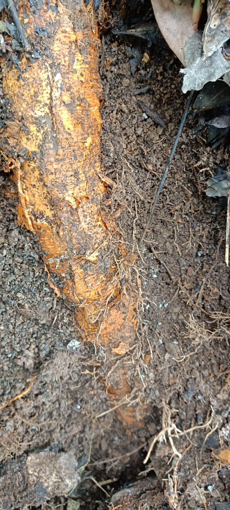野生红穿破石根条，质量好，要货上山现采。