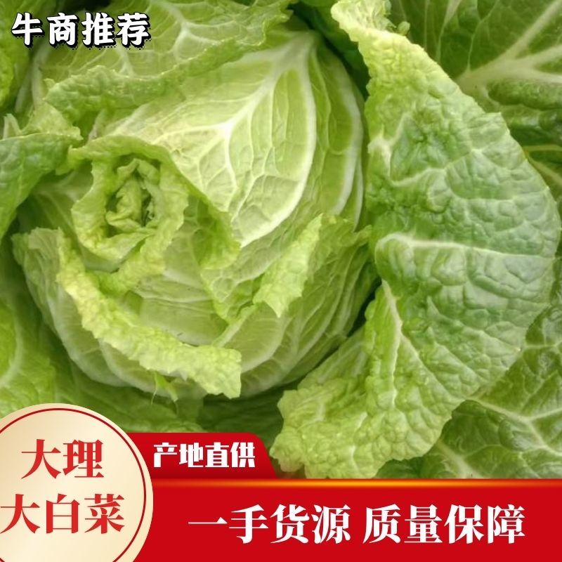 黄心大白菜精品大理半毛菜4—5斤物美价廉欢迎咨询