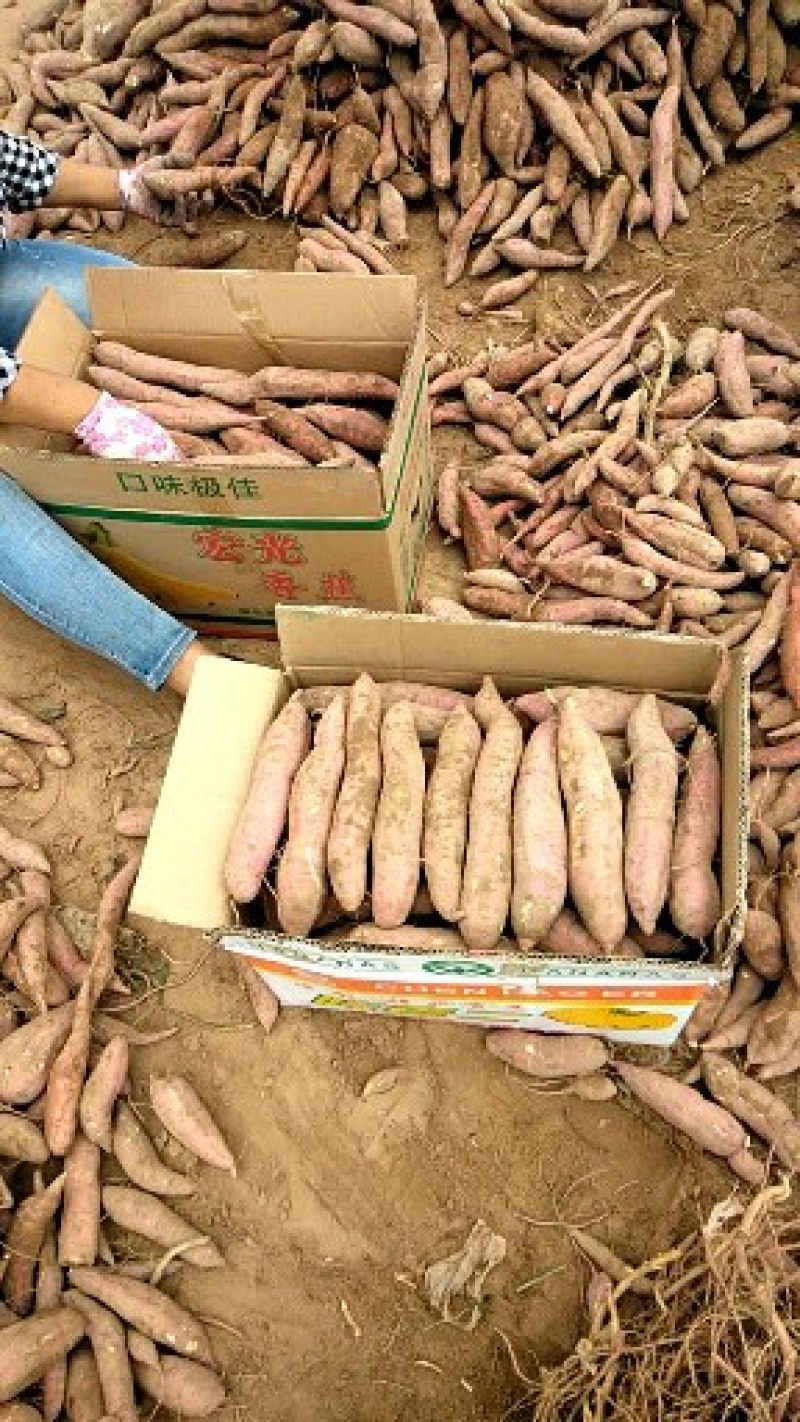 板栗红薯新鲜现挖现发支持一件代发货源充足量大从优整车批发