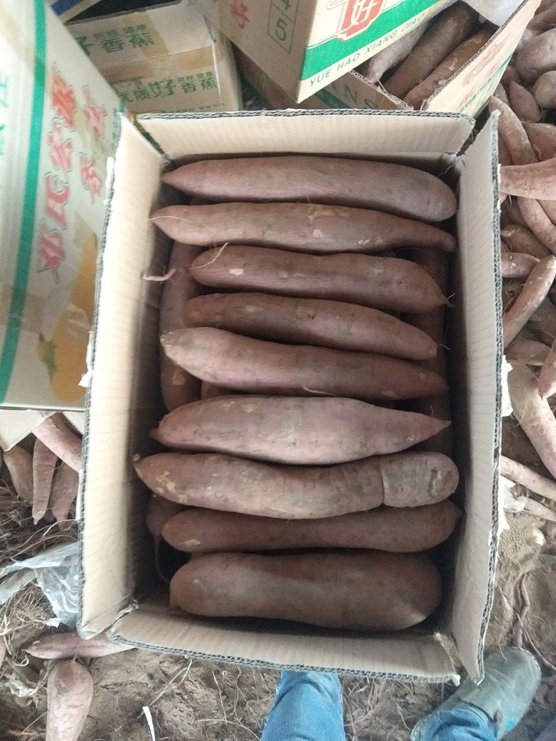 板栗红薯新鲜现挖现发支持一件代发货源充足量大从优整车批发